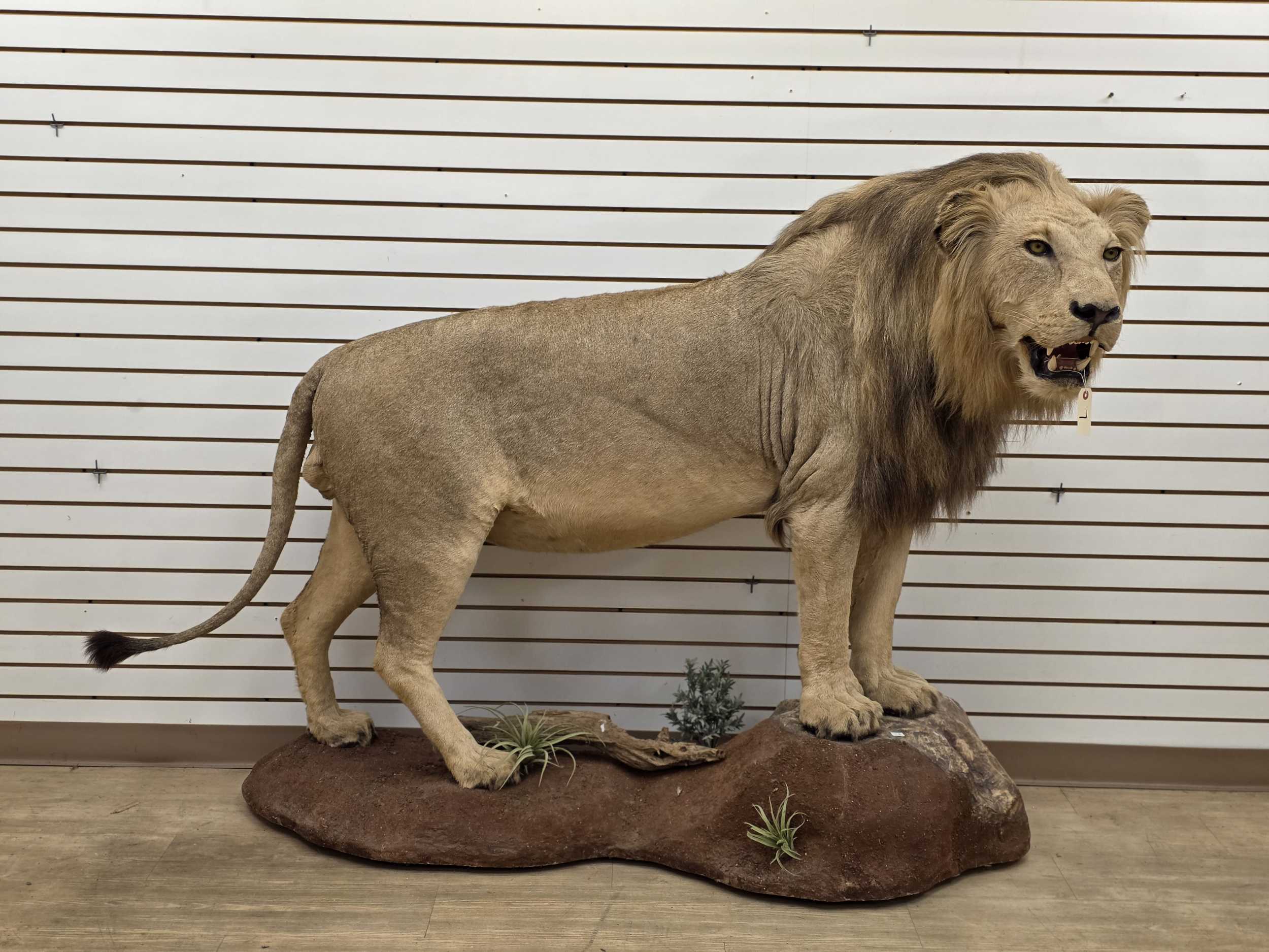 Auction image